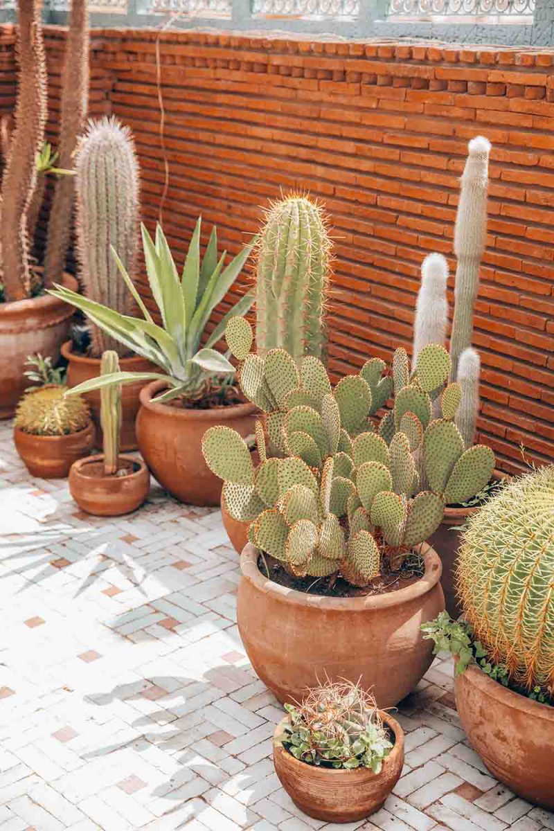 KSAR KASBAH & SPA MARRAKECH terrasse cactus